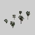 Various Palm Trees With Lush Foliage And Different Trunk Shapes For Landscaping