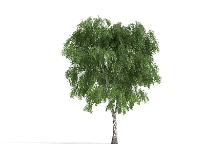 Lush Green Tree With White Trunk And Drooping Green Foliage Isolated On White Background 3d model