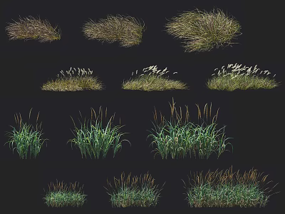 Various Decorative Grass Plants With Different Heights And Green Brown Foliage 3d model