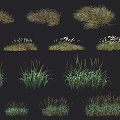 Various Decorative Grass Plants With Different Heights And Green Brown Foliage