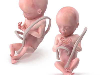 Man Observing Two Lifelike Fetal Models in Medical Study Environment 3d model