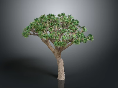 Tropical Dragon Tree With Green Clustered Leaves And Thick Brown Trunk 3d model