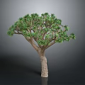 Tropical Dragon Tree With Green Clustered Leaves And Thick Brown Trunk