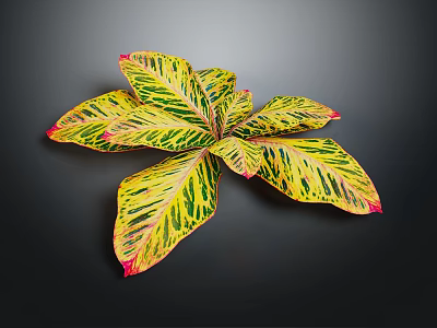 Variegated Foliage Plant Showcasing Broad Yellow Green Leaves with Red Edges on Dark Background 3d model