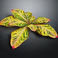 Variegated Foliage Plant Showcasing Broad Yellow Green Leaves with Red Edges on Dark Background