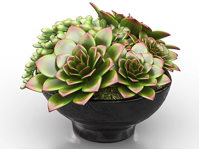 Beautiful Bonsai Potted Plant With Succulent Green Leaves Red Edges In Black Decorative Pot 3d model