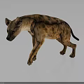 Spotted Hyena Walking with Brown Spots and Reflection on Dark Surface