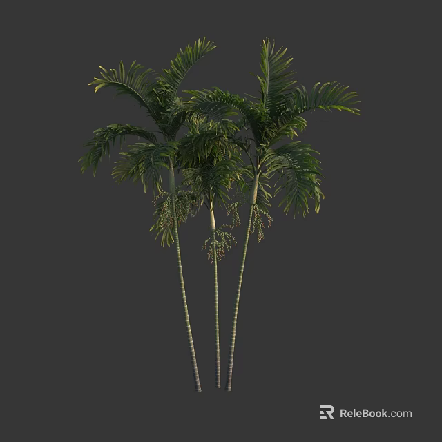 Tall Tropical Arbor Trees With Lush Green Foliage And Slender Trunks 3d model 