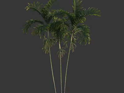 Tall Tropical Arbor Trees With Lush Green Foliage And Slender Trunks 3d model