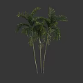 Tall Tropical Arbor Trees With Lush Green Foliage And Slender Trunks
