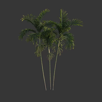 Tall Tropical Arbor Trees With Lush Green Foliage And Slender Trunks 3d model