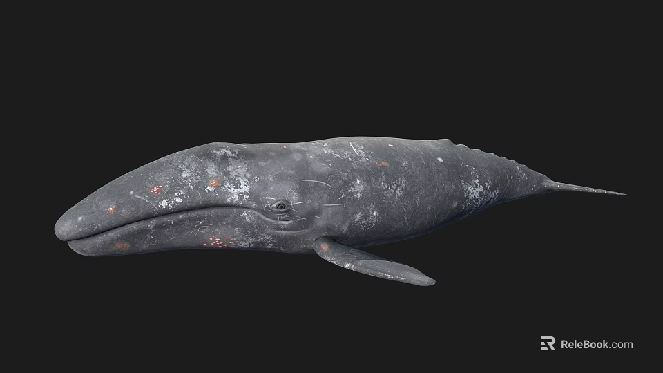 Large Gray Whale Aquatic Animal With Gray Skin And Red Spots On Body 3d model 