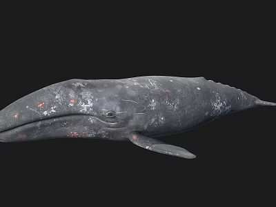Large Gray Whale Aquatic Animal With Gray Skin And Red Spots On Body 3d model