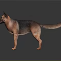 Realistic German Shepherd Dog with Brown and Black Coat Standing on Dark Surface