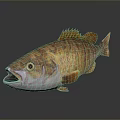 Realistic 3D Fish Model With Orange Brown Scales And Open Mouth