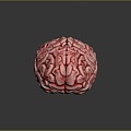 brain brain human brain brain structure 3d model