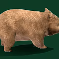 Cute Round Wombat With Thick Brown Fur Standing On Green Background