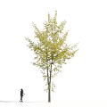Arbor Collection With Green And Yellow Leaves Featuring Multiple Trees And Human Figures Below