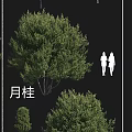 Various Arbor Species Including Root Ball Trees Osmanthus And Fig Tree Varieties 3d model