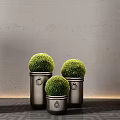 Bonsai Plants Round Green Topiary in Metal Planters with Grey Wall Background