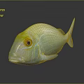 Vibrant Yellow Green Tropical Fish with Large Round Eyes on Glossy Surface with Reflection