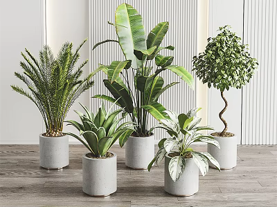 Various Bonsai Potted Plants in Concrete Pots on Wooden Floor for Indoor Decor 3d model