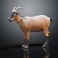 Brown and Black Goat With Curved Horns Standing on Black Surface Against Gray Background