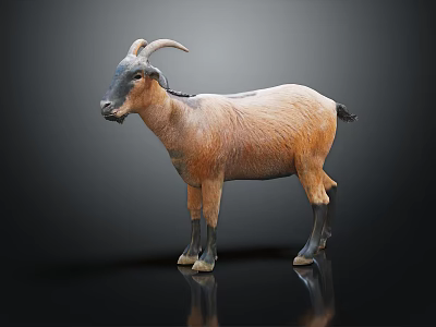 modern sheep goat antelope land animal wildlife 3d model modern sheep goat antelope land animal wildlife 3d model