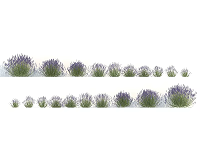 Various Lavender Plants In Different Growth Stages For Garden And Decor Use 3d model