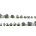 Various Lavender Plants In Different Growth Stages For Garden And Decor Use