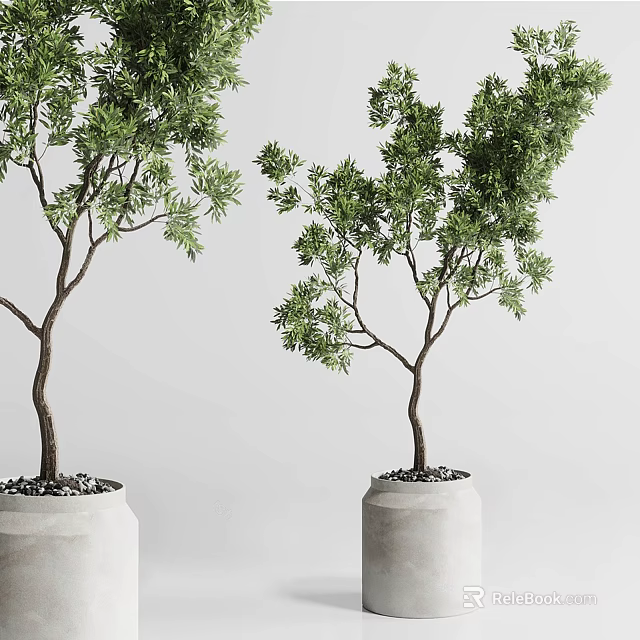 Green Bonsai Trees in Light Colored Pots with Small Pebbles Against White Background 3d model 