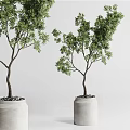 Green Bonsai Trees in Light Colored Pots with Small Pebbles Against White Background