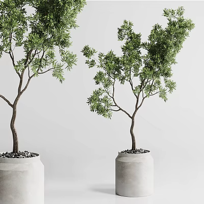 Green Bonsai Trees in Light Colored Pots with Small Pebbles Against White Background 3d model