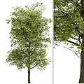 Lush Green Arbor Trees With Dense Foliage And Strong Trunks In Natural Setting