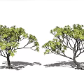 Two Trees with Lush Foliage and Slender Trunks Naturally Growing on White Background 3d model