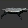 Realistic 3D Honey Badger Model With Black And White Fur Standing Pose