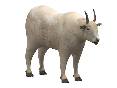 White Mountain Goat With Curved Horns And Black Hooves Standing Isolated 3d model