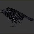 Black Crow Spreading Wings In Mid Flight With Glossy Black Feathers Against Neutral Gray Background
