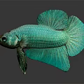 Beautiful Green Betta Fish Showcasing Flowing Fins And Shiny Reflection On Dark Background