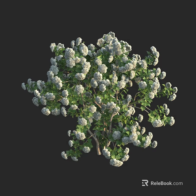 Lush Green Leafy Tree with Abundant White Flowers on Black Backdrop 3d model 