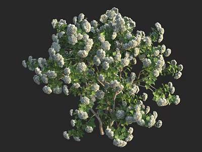 Lush Green Leafy Tree with Abundant White Flowers on Black Backdrop 3d model
