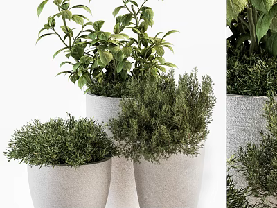 Stylish Potted Bonsai Plants With Lush Green Foliage And Textured White Pots 3d model