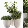 Stylish Potted Bonsai Plants With Lush Green Foliage And Textured White Pots
