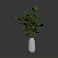 Fresh Green Leafy Plant in White Textured Vase on Gray Background