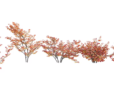 Red Orange Leaf Bushes With Dense Foliage Clustered In Garden Landscape Row 3d model