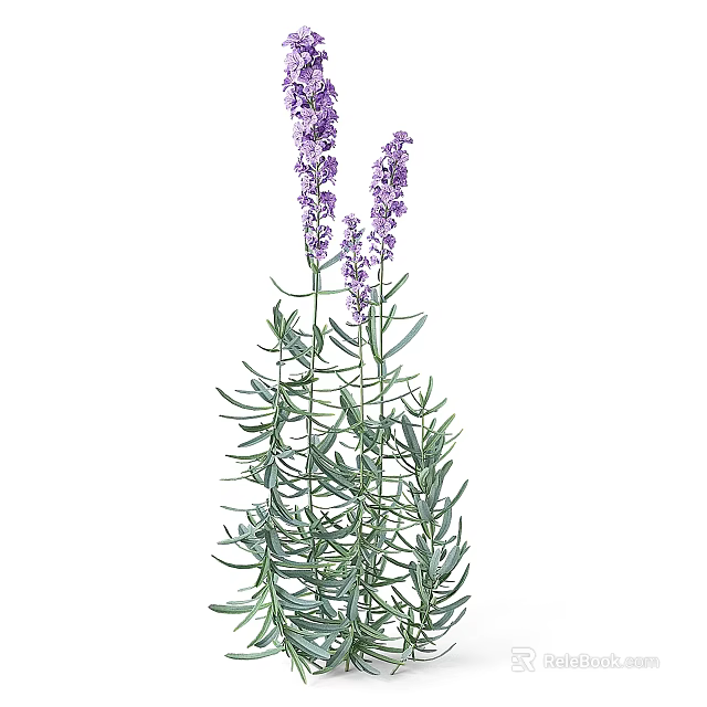 Lavender Plant With Purple Flowers Green Leaves And Slender Stems In Garden 3d model 