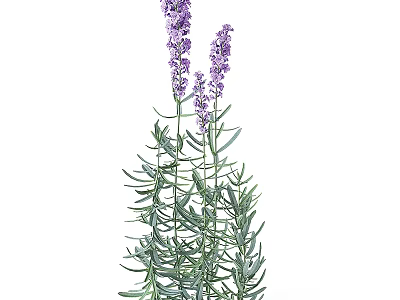 Lavender Plant With Purple Flowers Green Leaves And Slender Stems In Garden 3d model