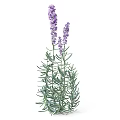 Lavender Plant With Purple Flowers Green Leaves And Slender Stems In Garden
