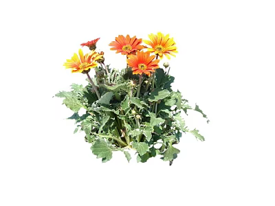 Vibrant Bush With Orange And Yellow Flowers And Lush Green Leaves 3d model