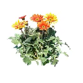 Vibrant Bush With Orange And Yellow Flowers And Lush Green Leaves